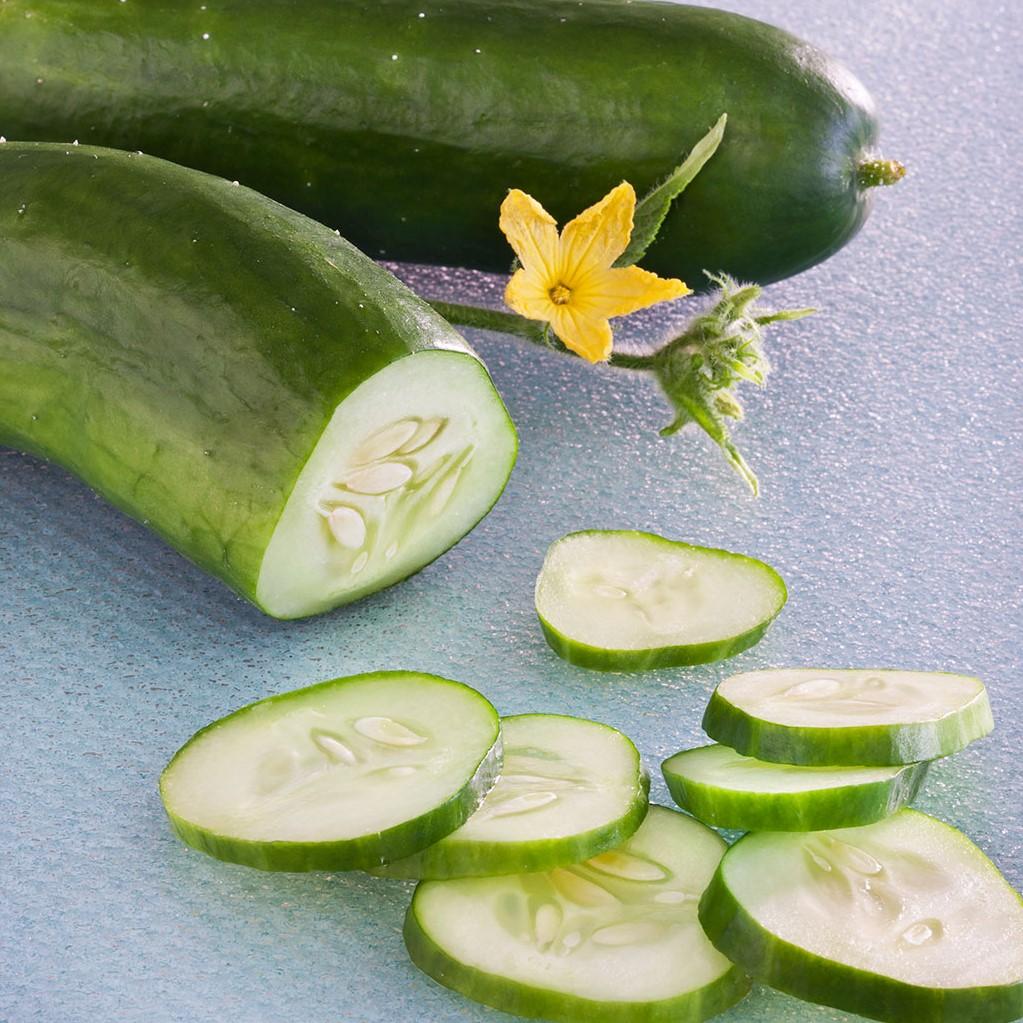 Burpless Bush Hybrid Cucumber Garden Starter Plant Southern Idaho Landscape Center