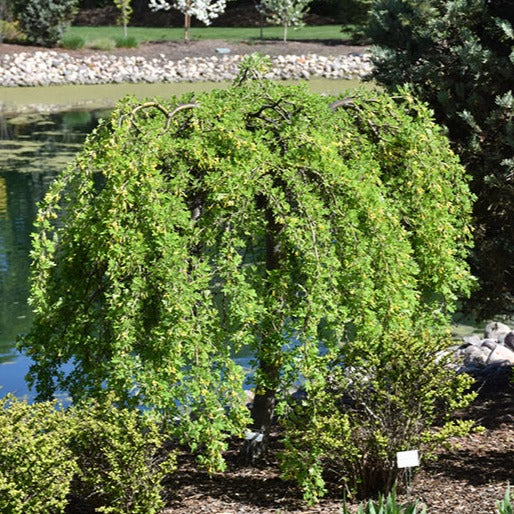 Weeping Siberian Peashrub Tree – Southern Idaho Landscape Center