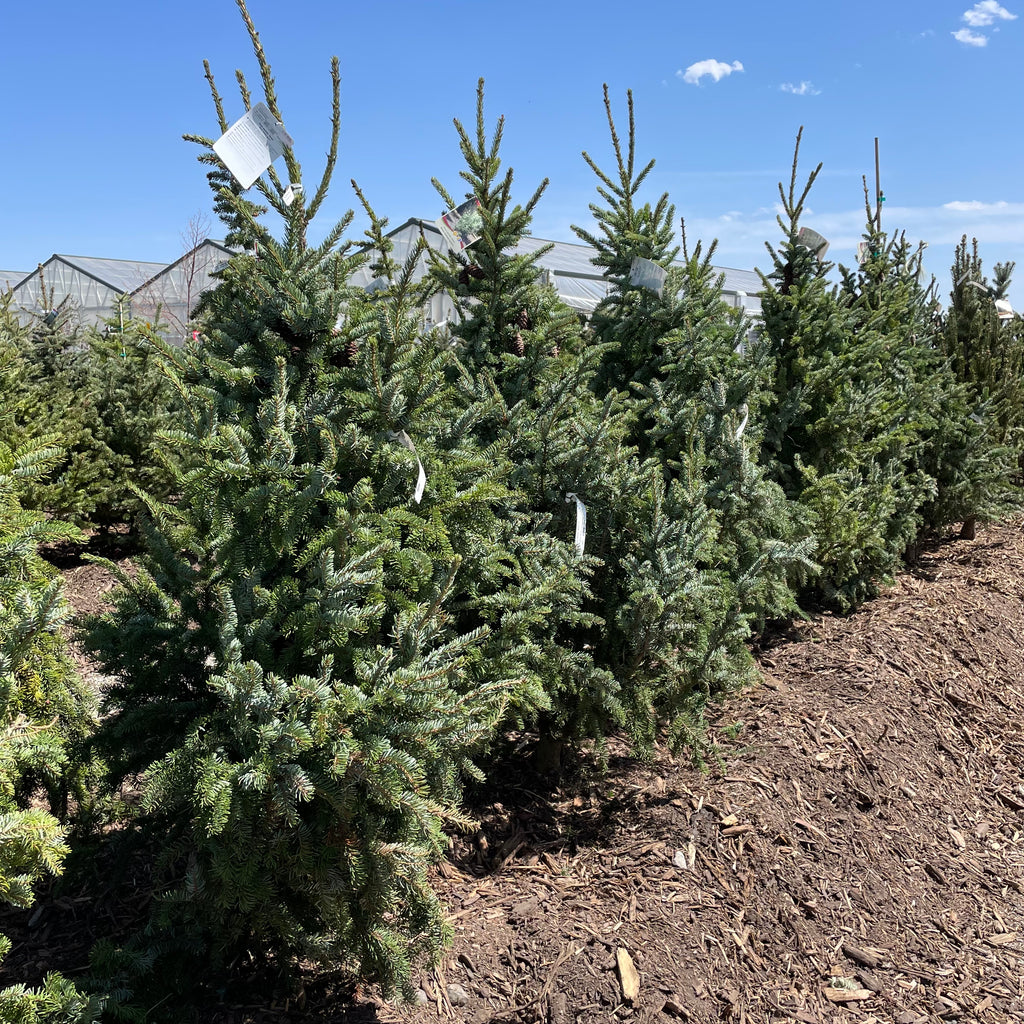 Bosc Pear Tree – Southern Idaho Landscape Center