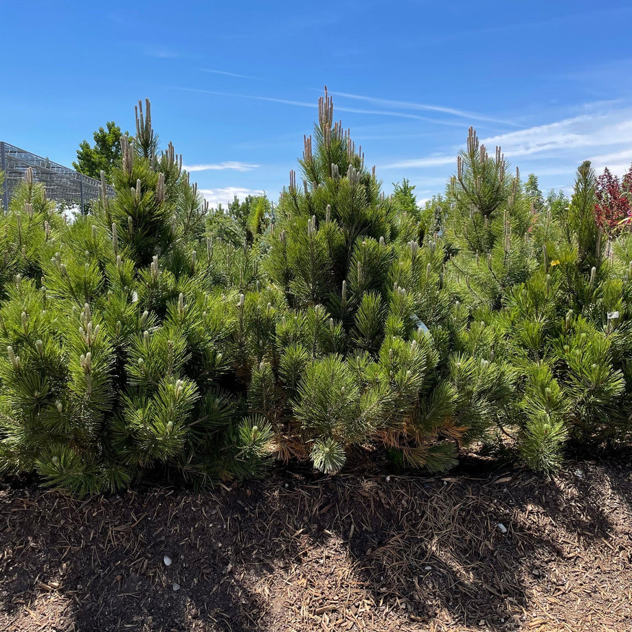Bosc Pear Tree – Southern Idaho Landscape Center