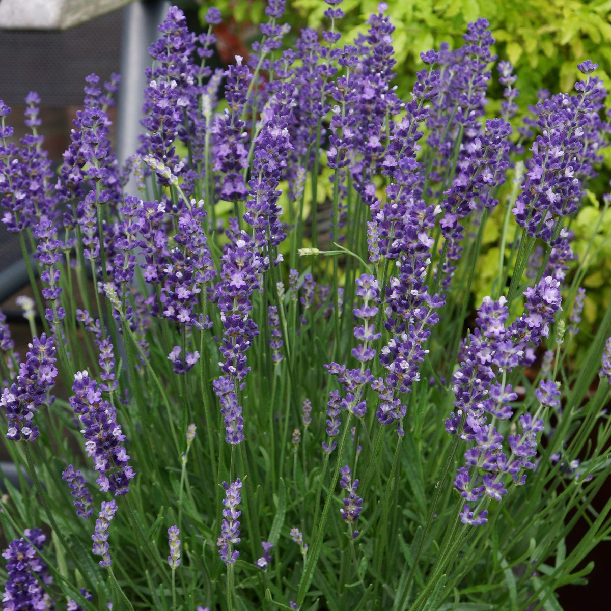 Big Time Blue English Lavender – Southern Idaho Landscape Center