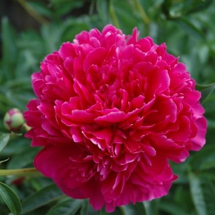 Felix Crousse Peony – Southern Idaho Landscape Center