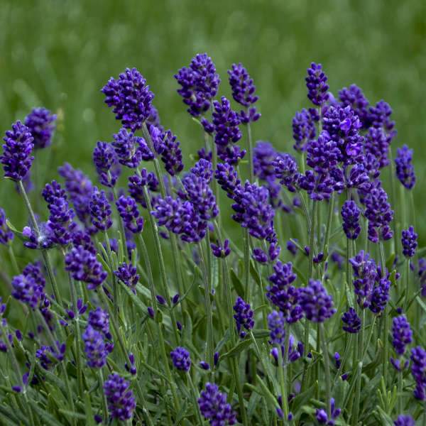 Lavandula angustifolia (Lavender)