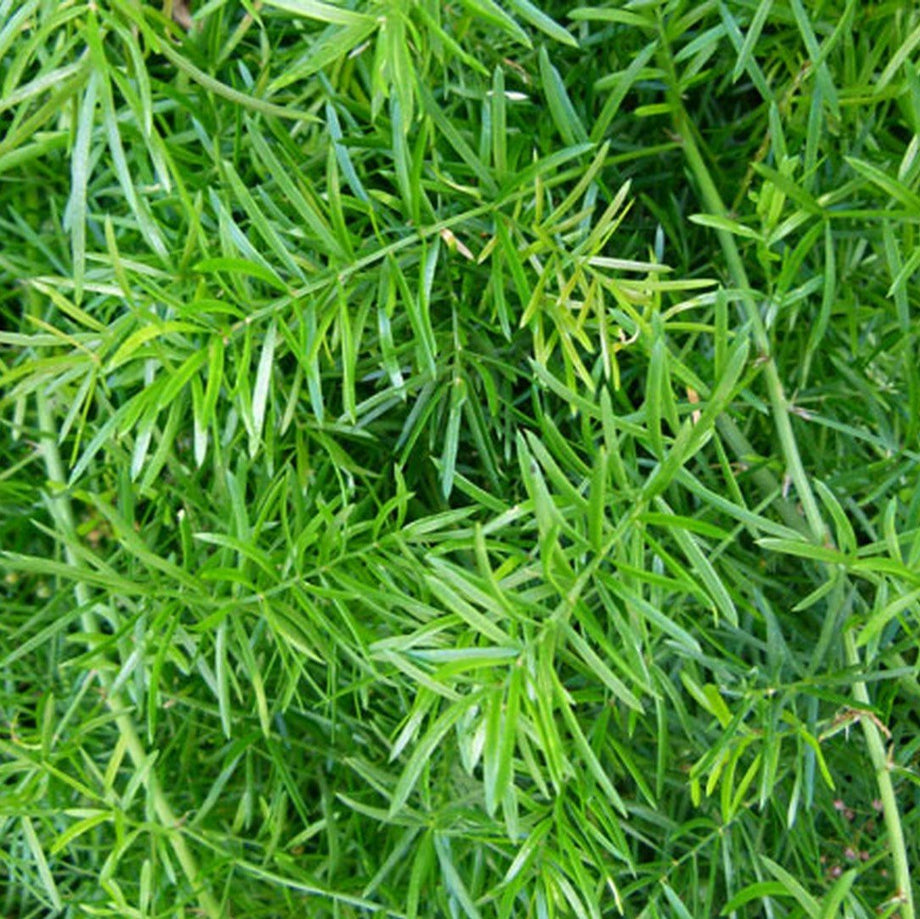 Planting and caring for Asparagus fern 