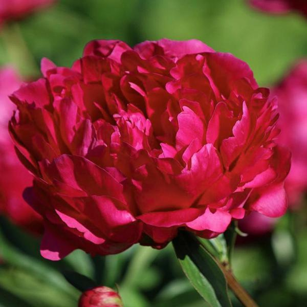 Benjamin Franklin Peony – Southern Idaho Landscape Center