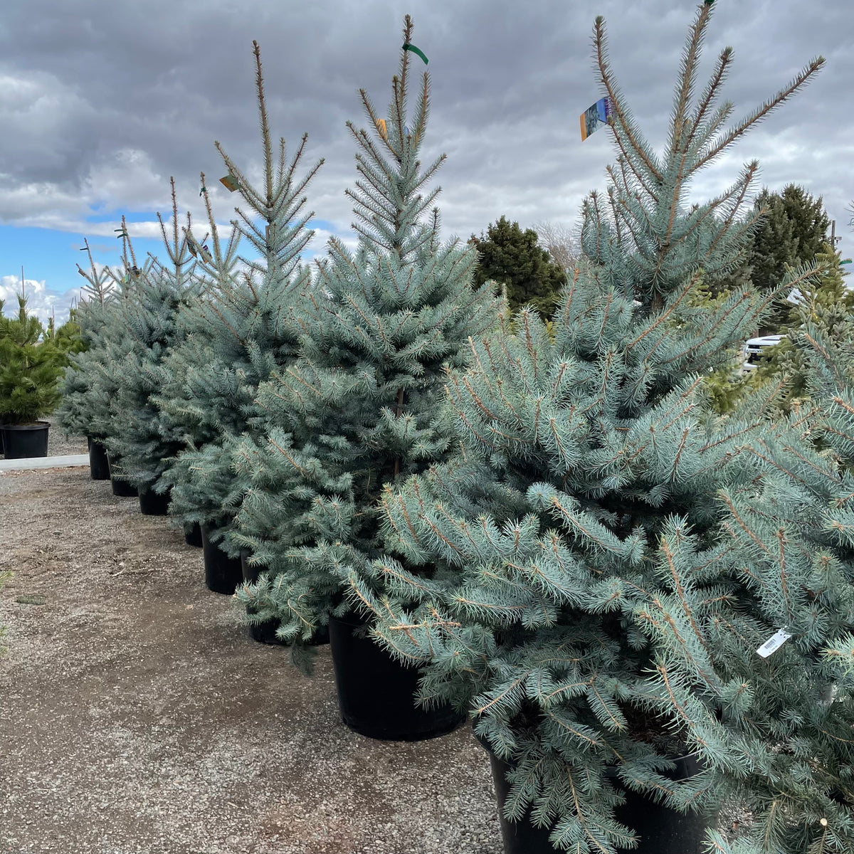 Blue Diamond Spruce Tree – Southern Idaho Landscape Center