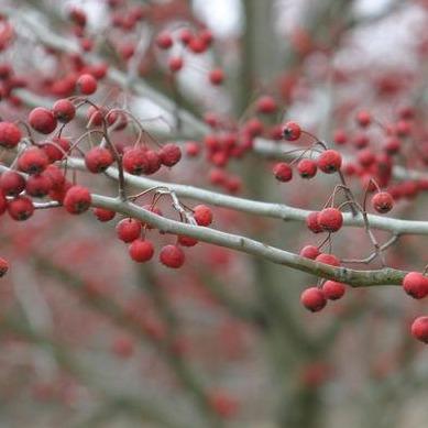 Winter King Hawthorn Tree – Southern Idaho Landscape Center