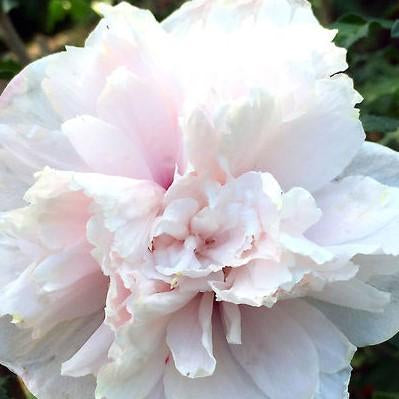 French Cabaret Blush Hibiscus (Rose of Sharon) – Southern Idaho ...