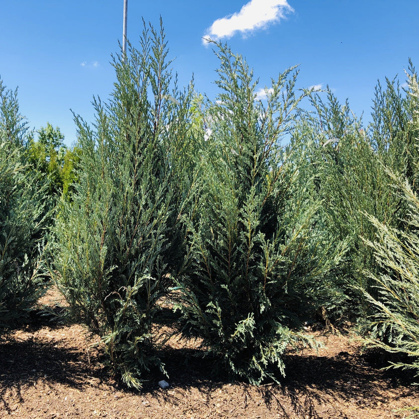 Moonglow Juniper Tree – Southern Idaho Landscape Center