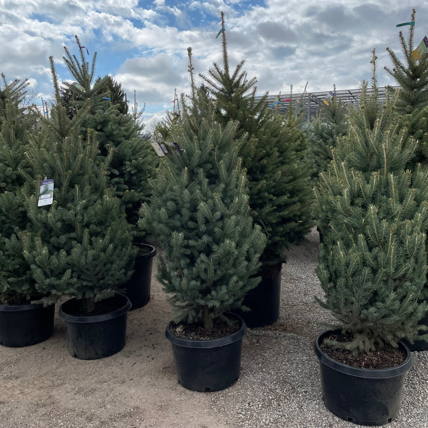 Skinny Blue Genes Spruce Tree – Southern Idaho Landscape Center