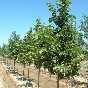 Redmond Linden Tree – Southern Idaho Landscape Center