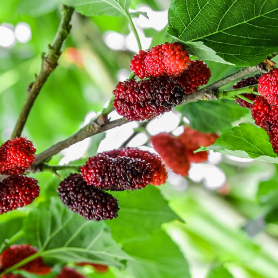 Dwarf Mulberry — Raintree Nursery