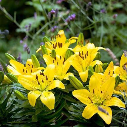 Golden Matrix Asiatic Lily – Southern Idaho Landscape Center