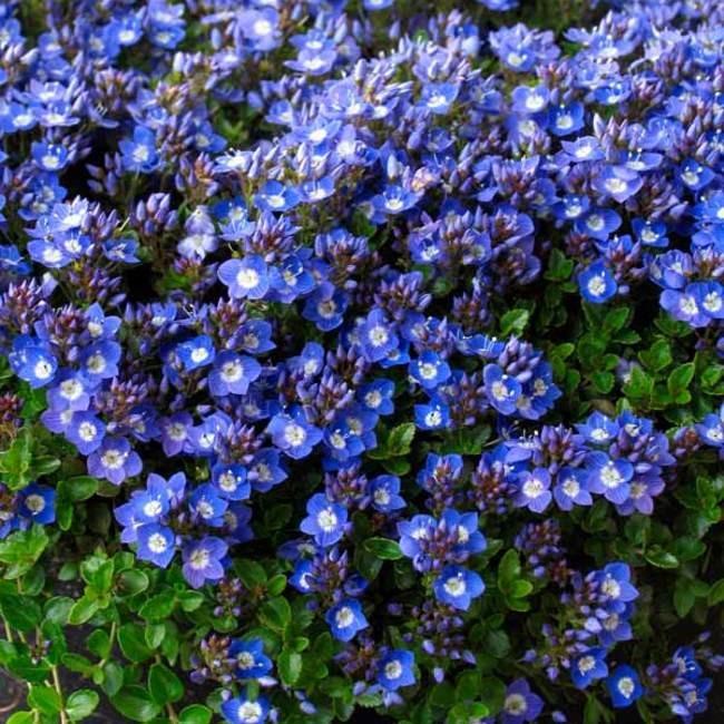 Turkish Veronica (Speedwell) – Southern Idaho Landscape Center