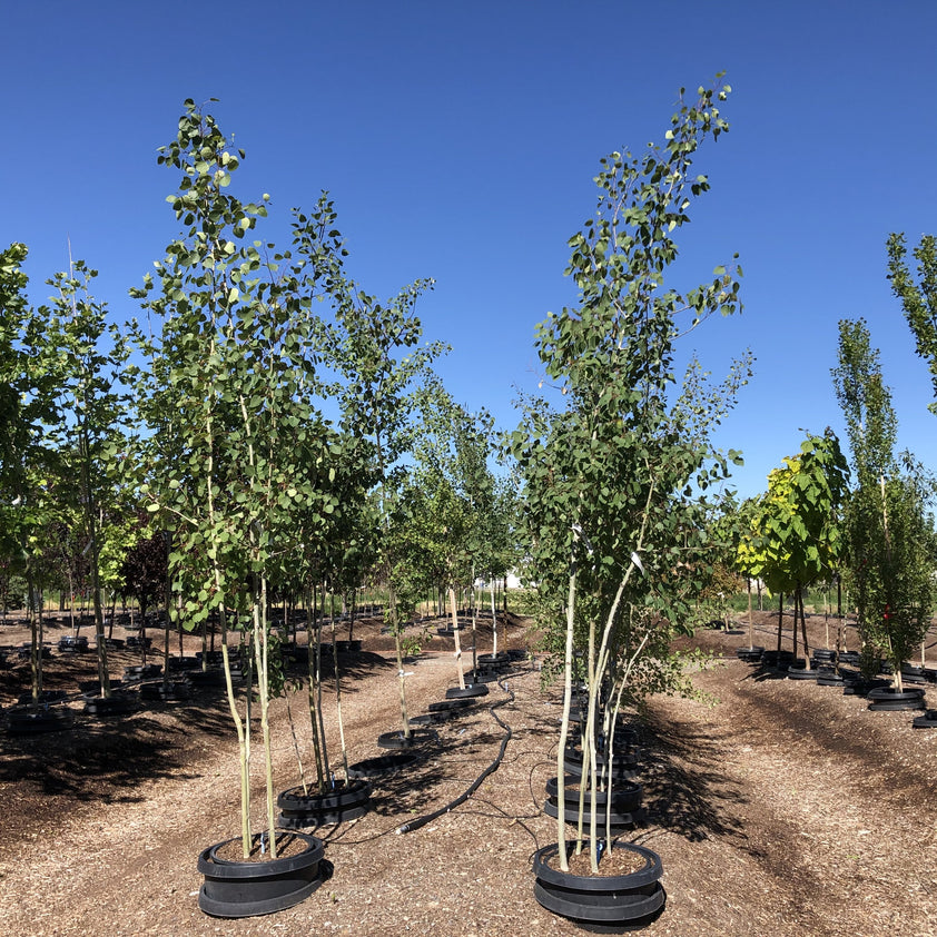 Quaking Aspen Clump Tree – Southern Idaho Landscape Center