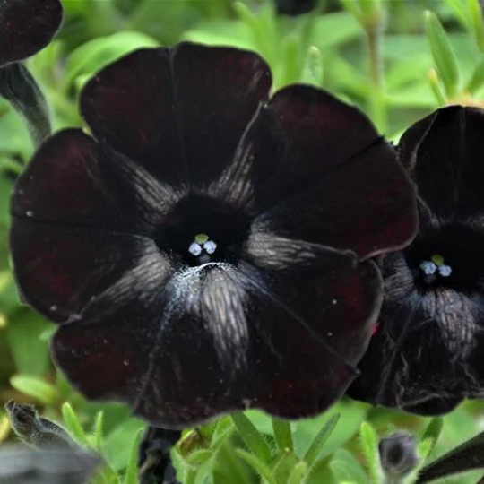 Crazytunia Black Mamba Petunia – Southern Idaho Landscape Center