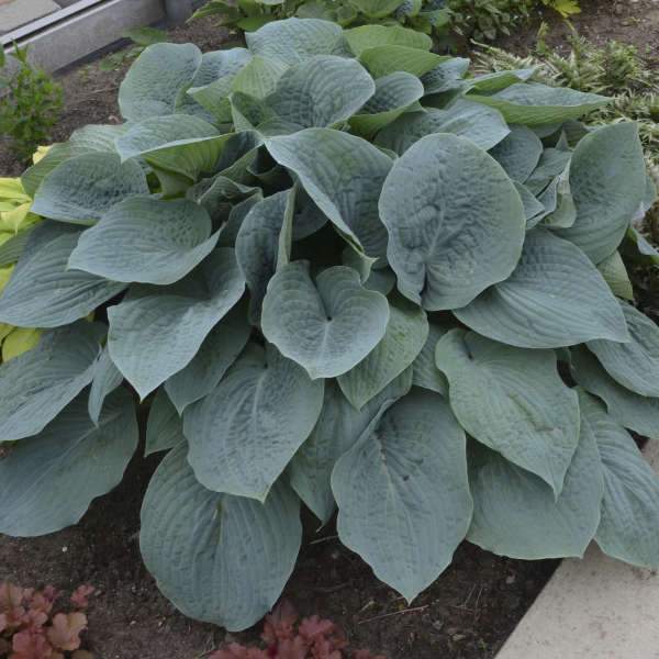 Blueberry Muffin Hosta (Plantain Lily) – Southern Idaho Landscape Center