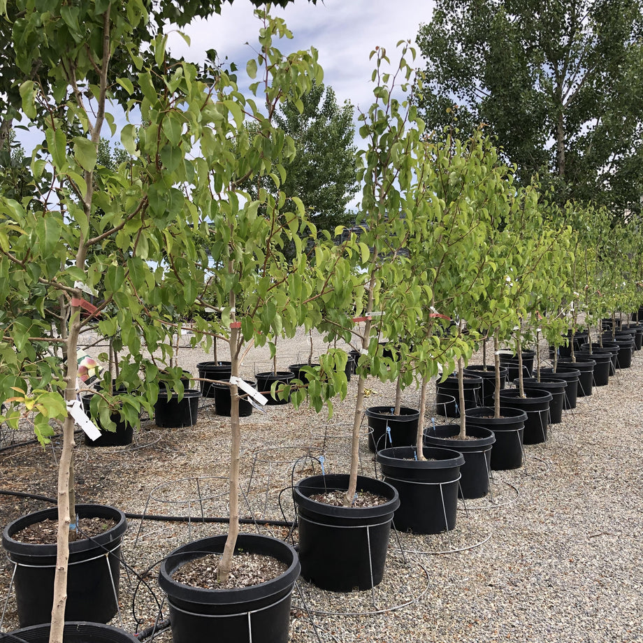 Bosc Pear Tree – Southern Idaho Landscape Center