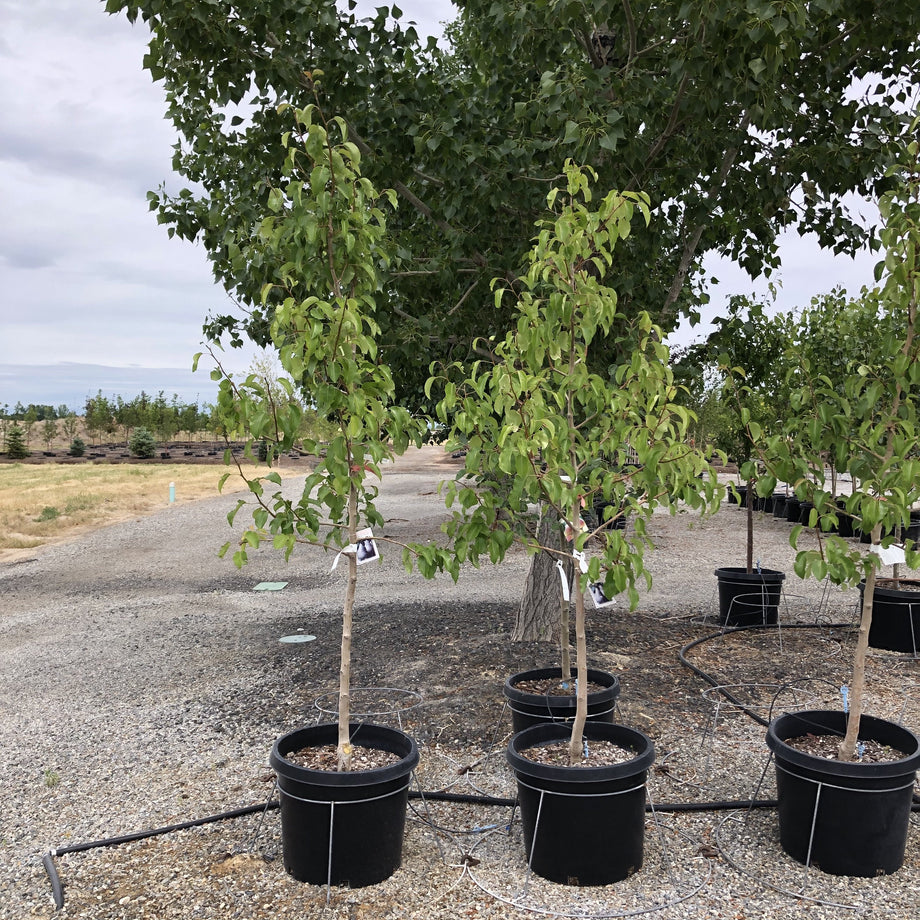 Bosc Pear — Montana Fruit Tree Company