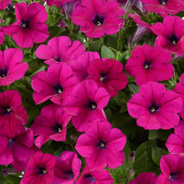 Capella Burgundy Petunia – Southern Idaho Landscape Center