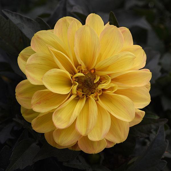 City Lights Golden Yellow Dahlia – Southern Idaho Landscape Center