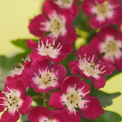 Crimson Cloud Hawthorn Tree – Southern Idaho Landscape Center