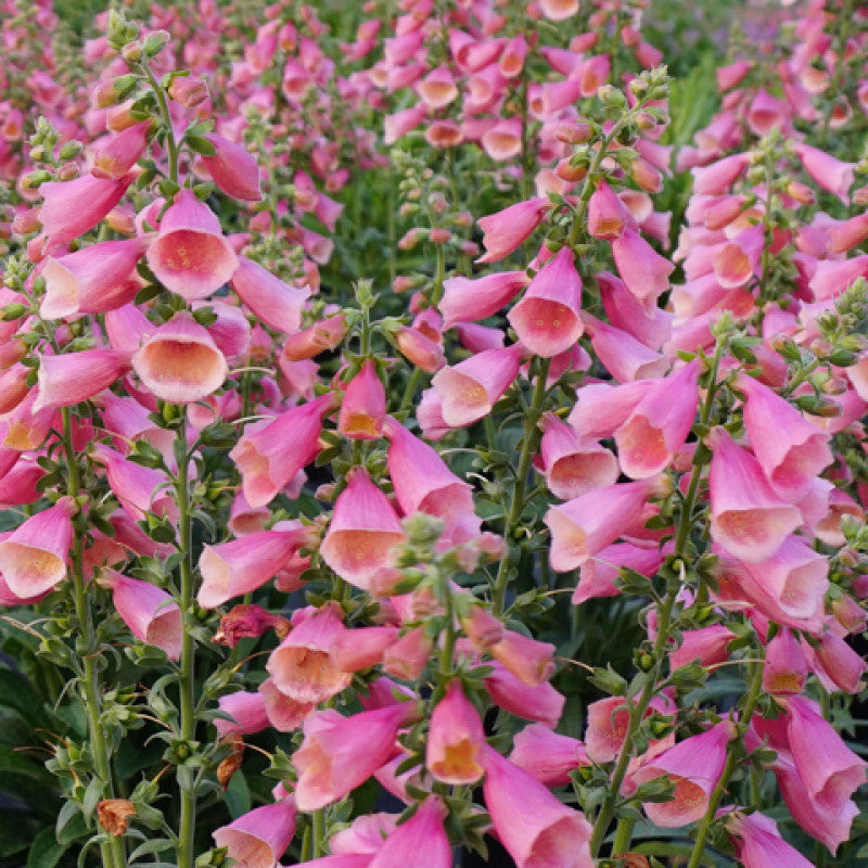 Arctic Fox Rose Foxglove – Southern Idaho Landscape Center