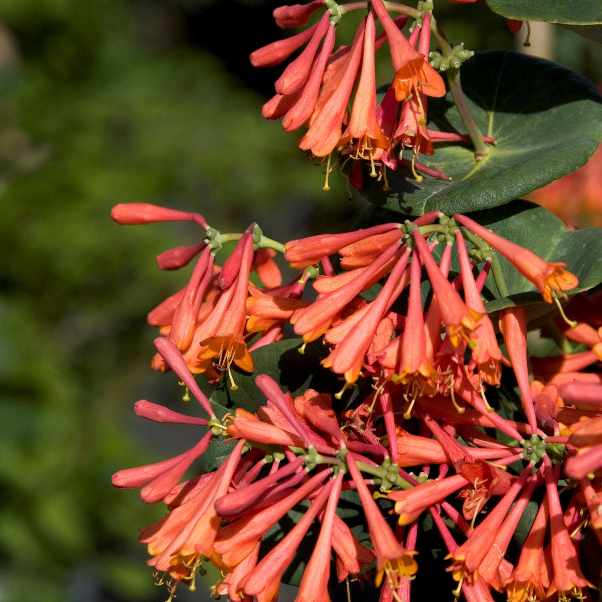 Dropmore Scarlet Honeysuckle Vine, Lonicera, Landscape Plant – Southern ...