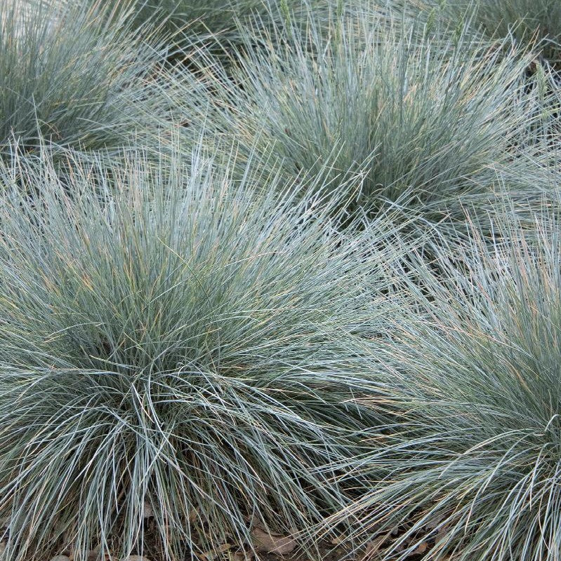 Elijah Blue Fescue Grass – Southern Idaho Landscape Center