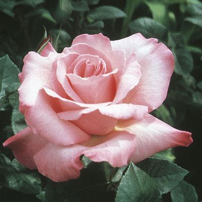 Olympiad Hybrid Tea Rose, Shop Roses