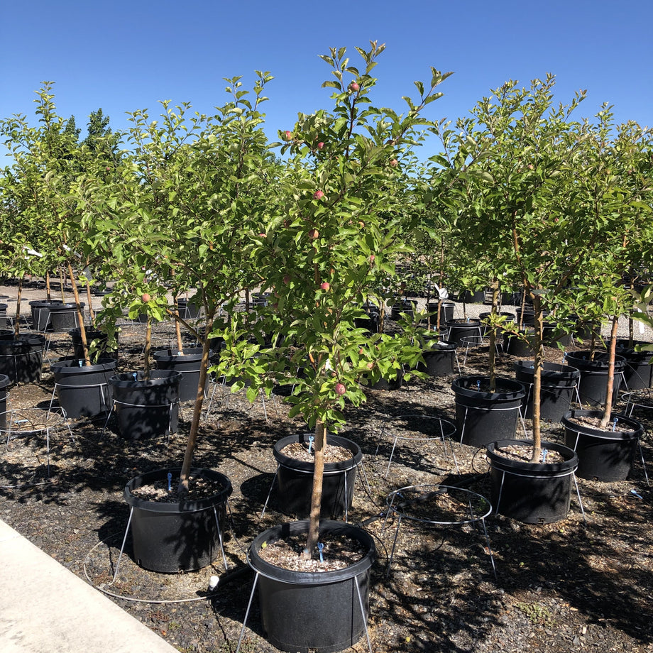 Gala Apple Tree  Gurney's Seed & Nursery Co.