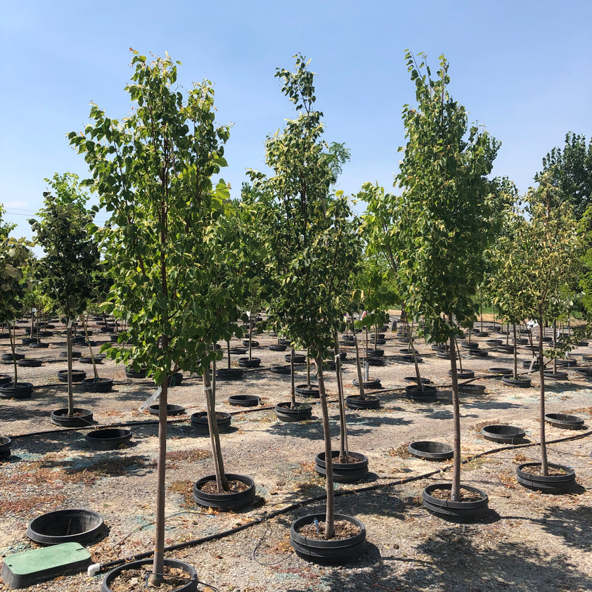 Greenspire Linden Tree – Southern Idaho Landscape Center