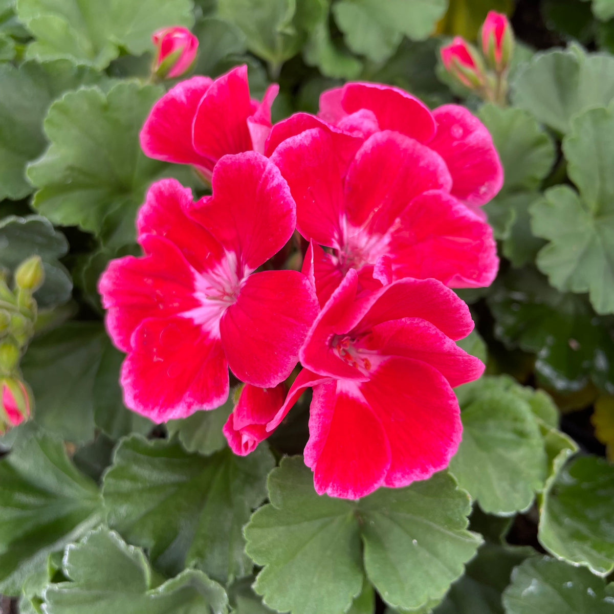 Savannah Ruby Sizzle Zonal Geranium – Southern Idaho Landscape Center