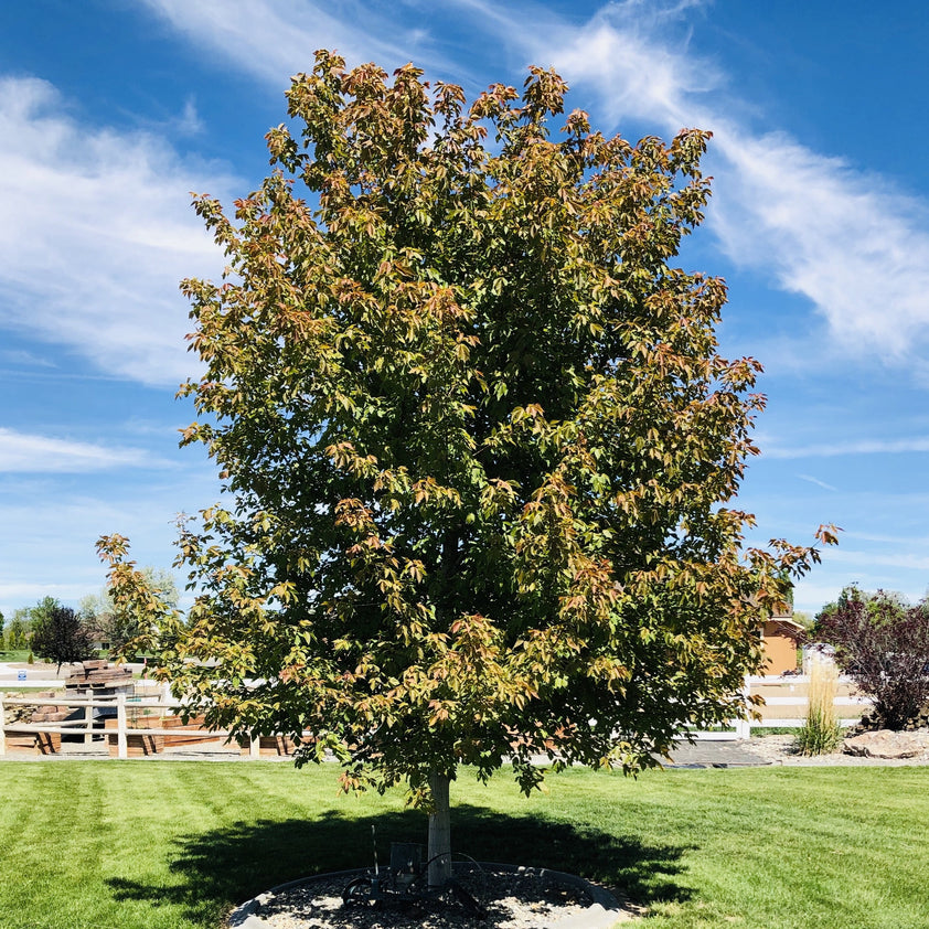 Sensation Maple Tree (Box Elder Maple) – Southern Idaho Landscape Center