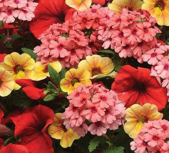 10 Trixi Berry Darling Hanging Basket Plant Southern Idaho Landscape