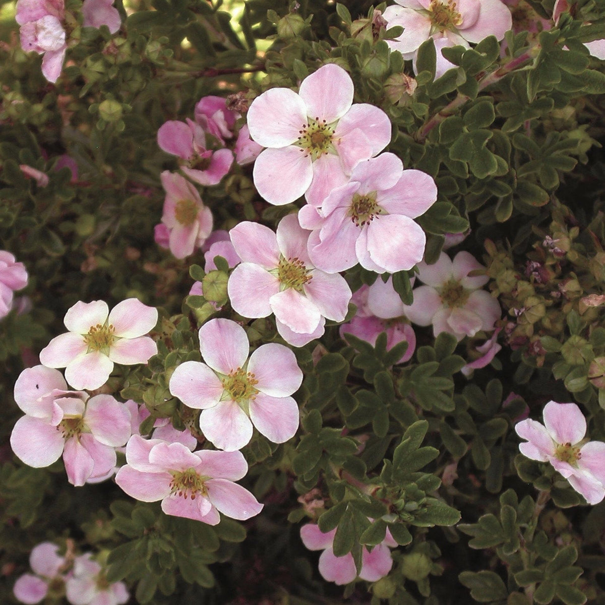 Pink Beauty Potentilla (Shrubby Cinquefoil) – Southern Idaho Landscape ...