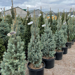 Blue Totem Columnar Spruce Tree – Southern Idaho Landscape Center