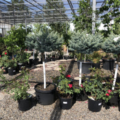 Globe Blue Spruce (tree form) (Picea pungens 'Globosa (tree form)') in Red  Deer Sylvan Lake Lacombe Blackfalds Innisfail Alberta AB at Parkland Garden  Centre