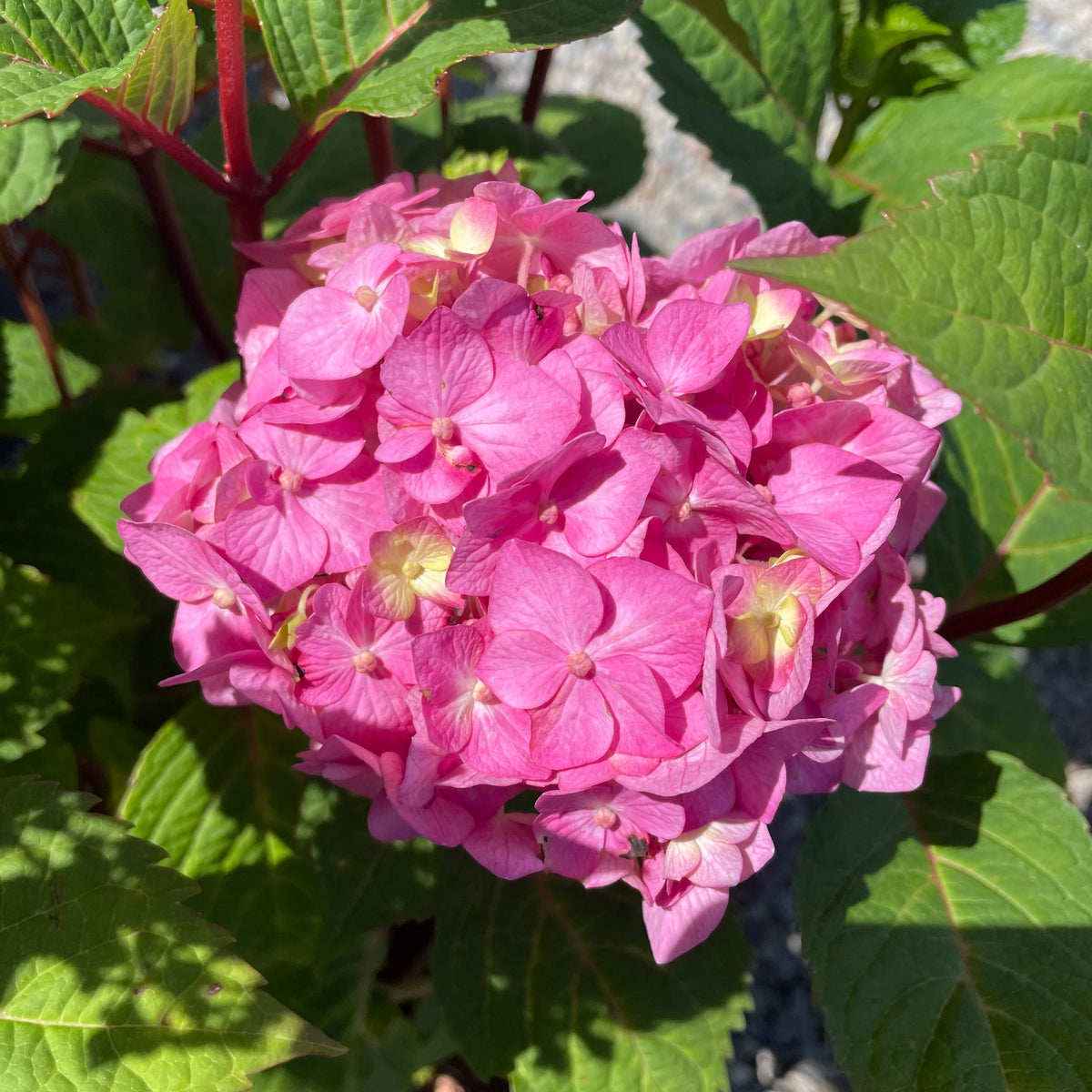 BloomStruck Bigleaf Hydrangea – Southern Idaho Landscape Center