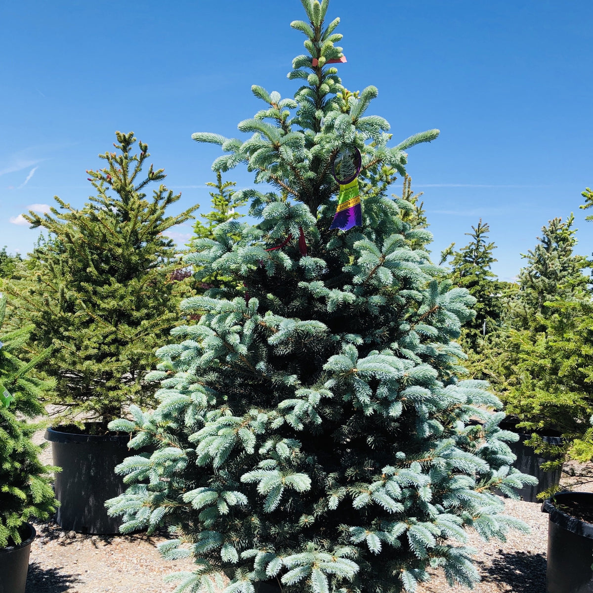 Fat Albert Spruce Tree – Southern Idaho Landscape Center