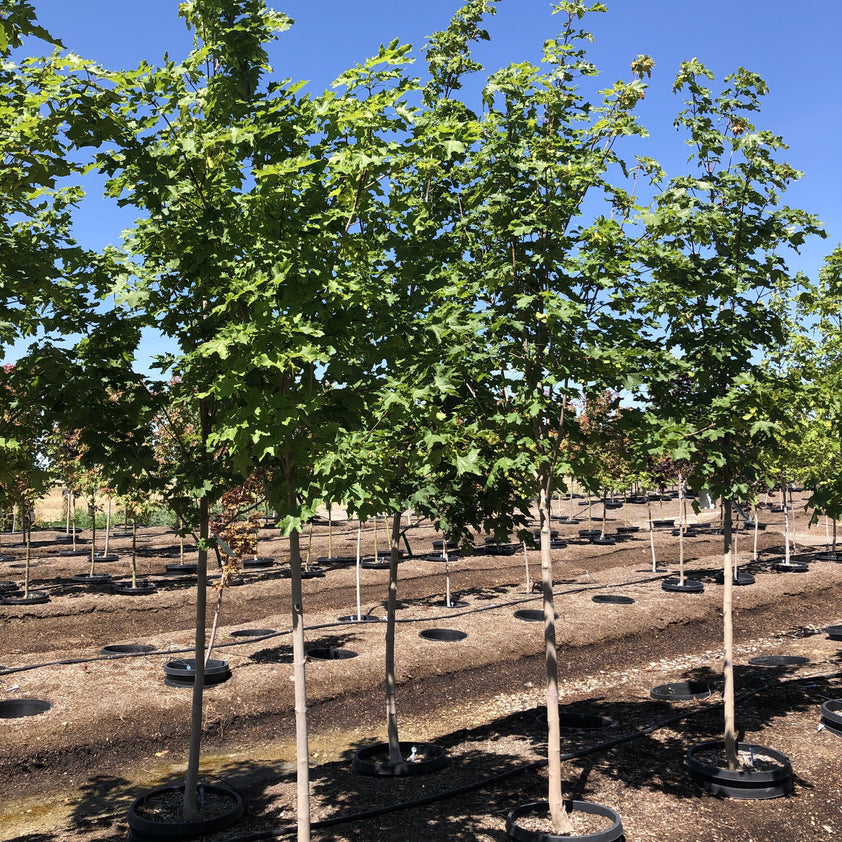 Norwegian Sunset Maple Tree – Southern Idaho Landscape Center