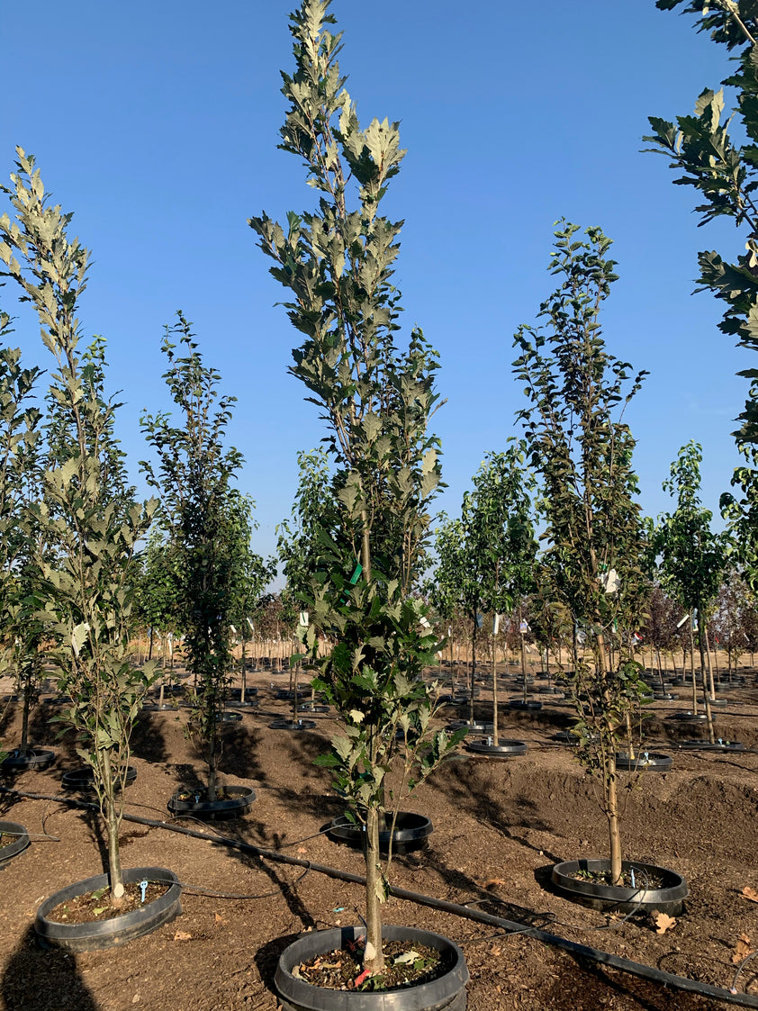 Regal Prince Oak Tree – Southern Idaho Landscape Center