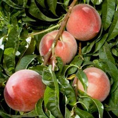 Organic Snow White Peaches – Farmdoor Delivery