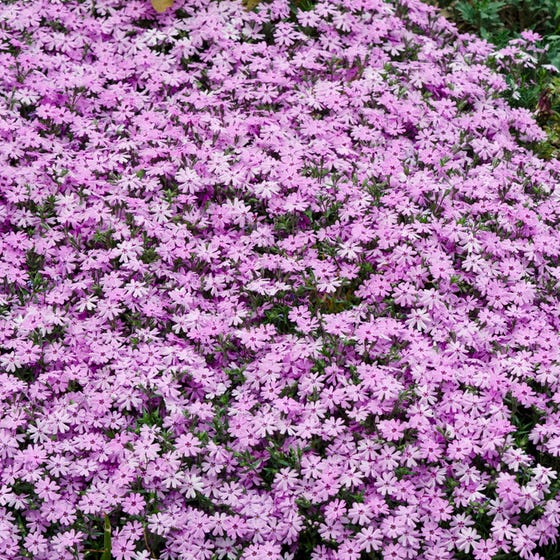 Fort Hill Creeping Phlox – Southern Idaho Landscape Center