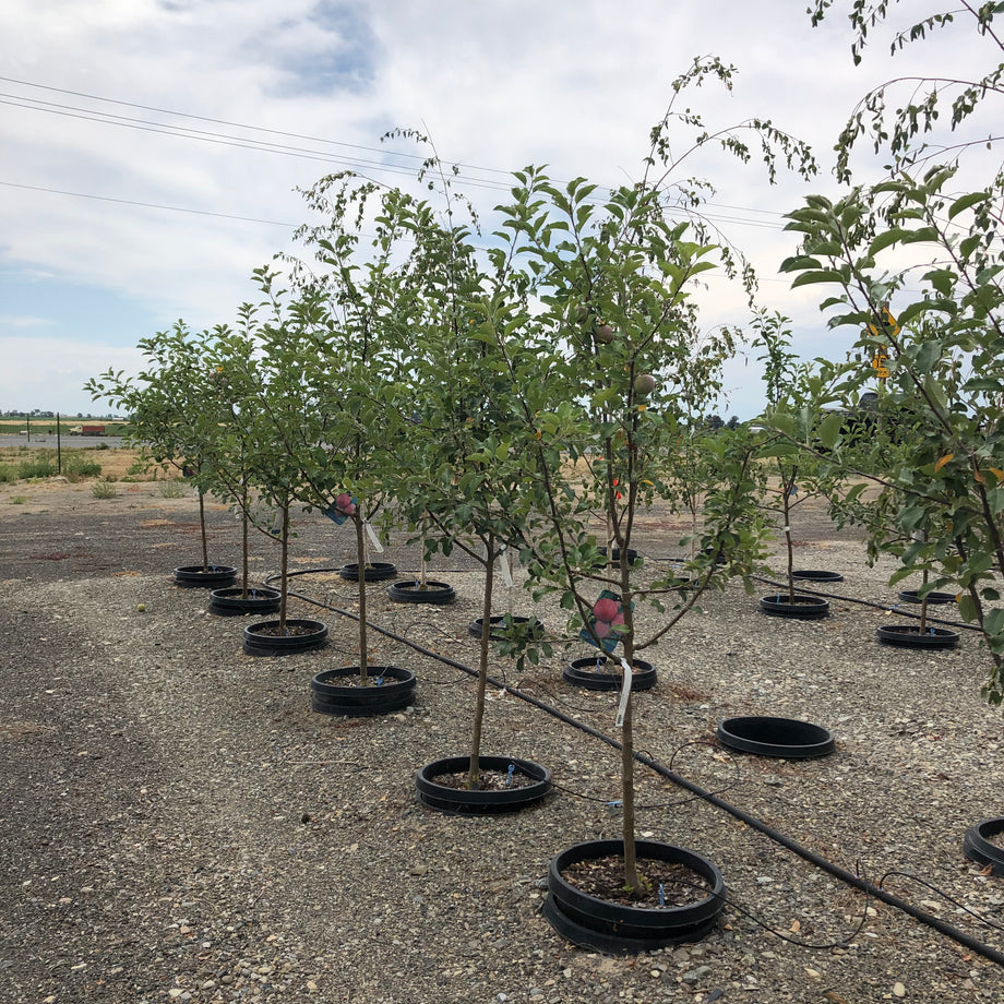 Dwarf Fuji Apple Tree - Yarden