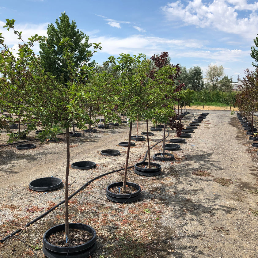 Sargent Tina Crabapple Tree – Southern Idaho Landscape Center