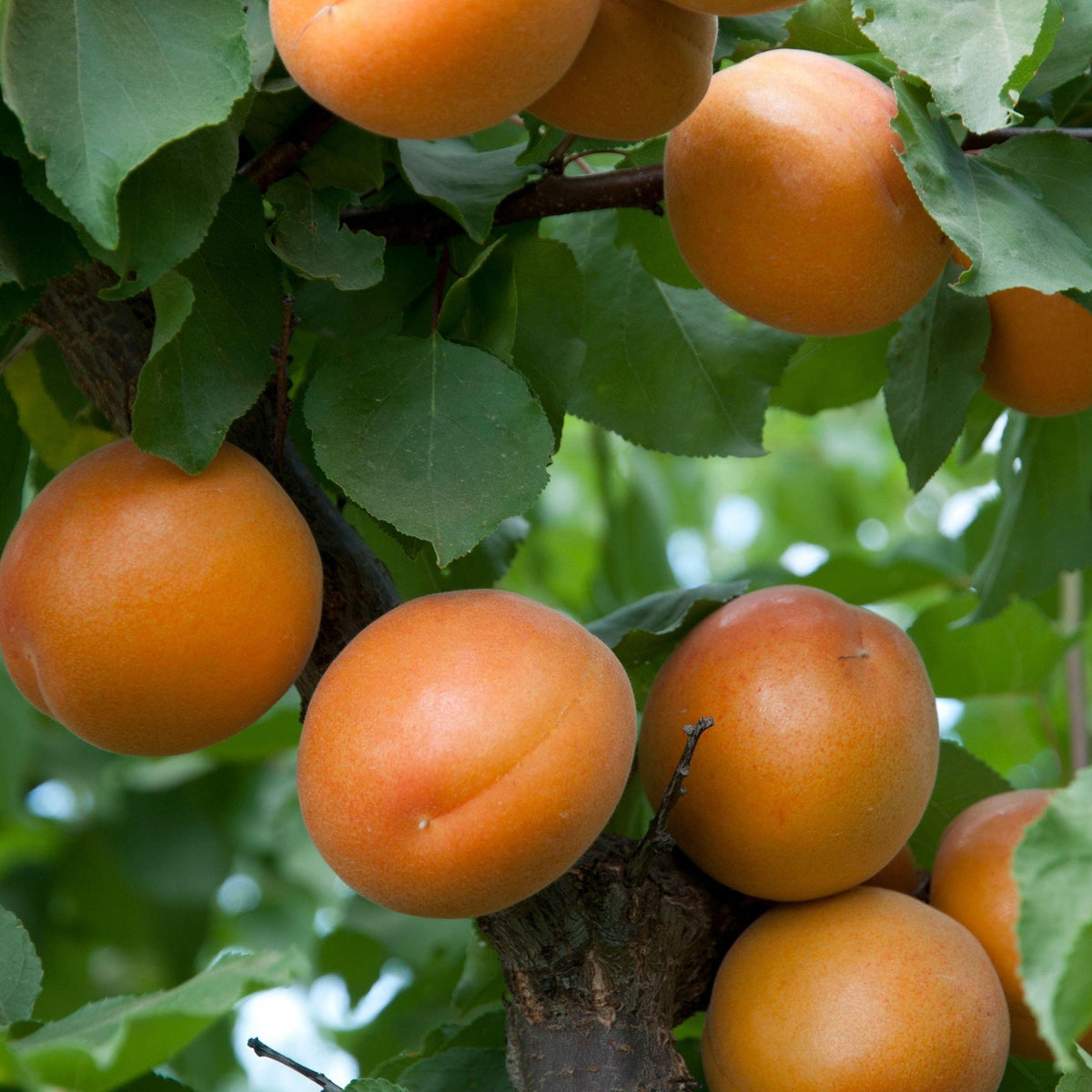 Tomcot Apricot Tree – Southern Idaho Landscape Center