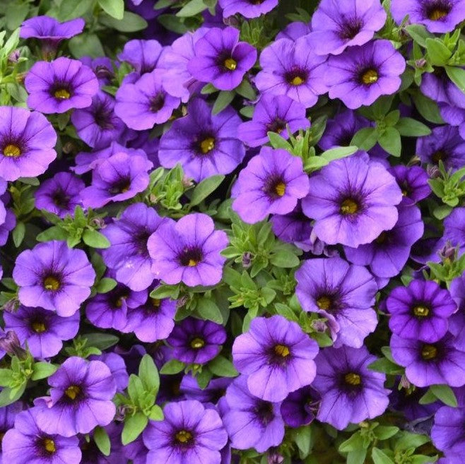 Aloha Kona True Blue Calibrachoa (Million Bells) – Southern Idaho ...