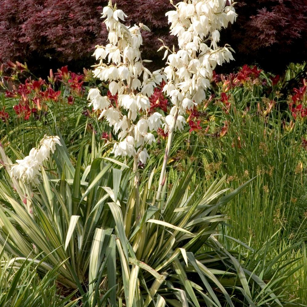 Golden Sword Yucca (Adam's Needle) – Southern Idaho Landscape Center